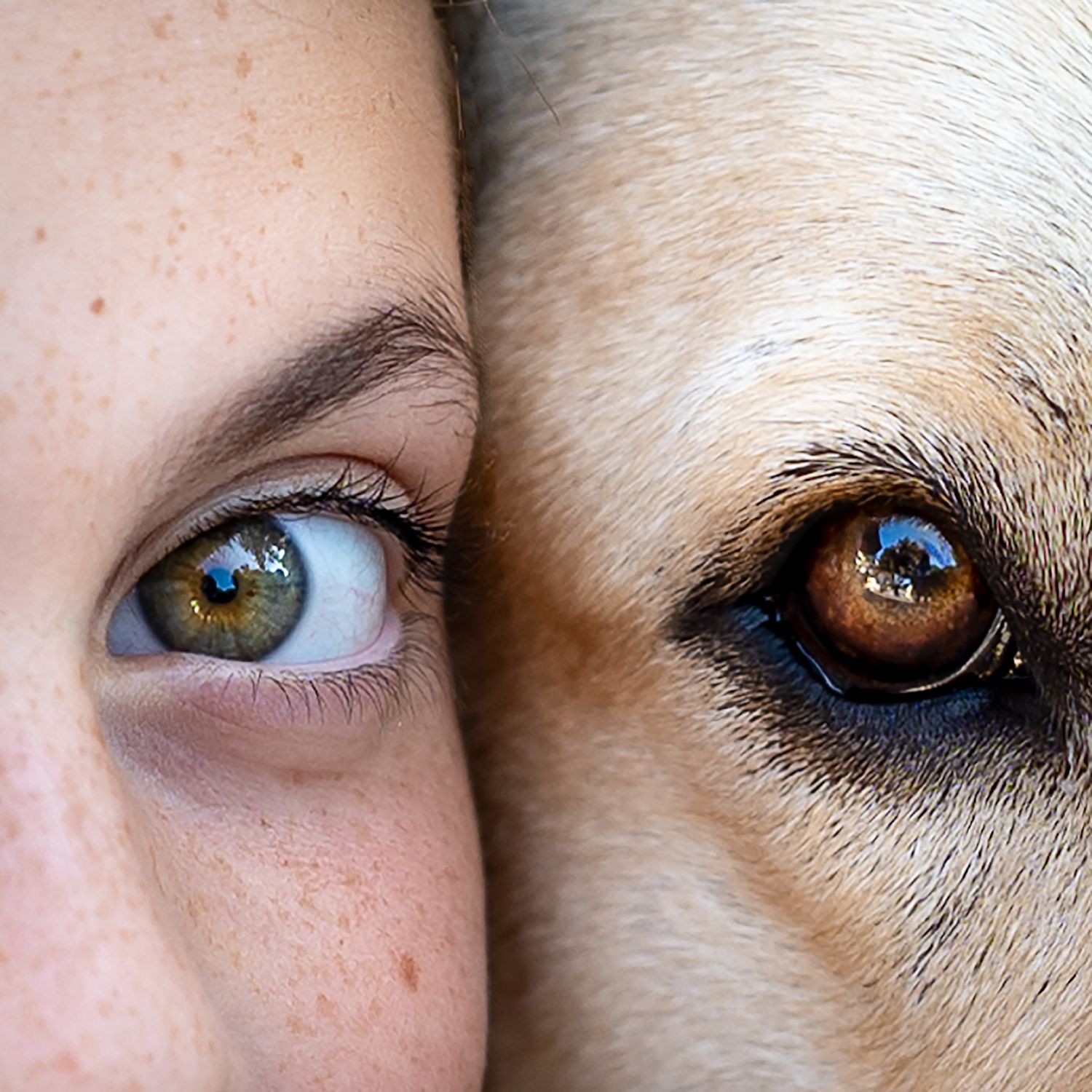 A striking side-by-side comparison of a light colored human eye and a dark brown dog's eye against a white background.