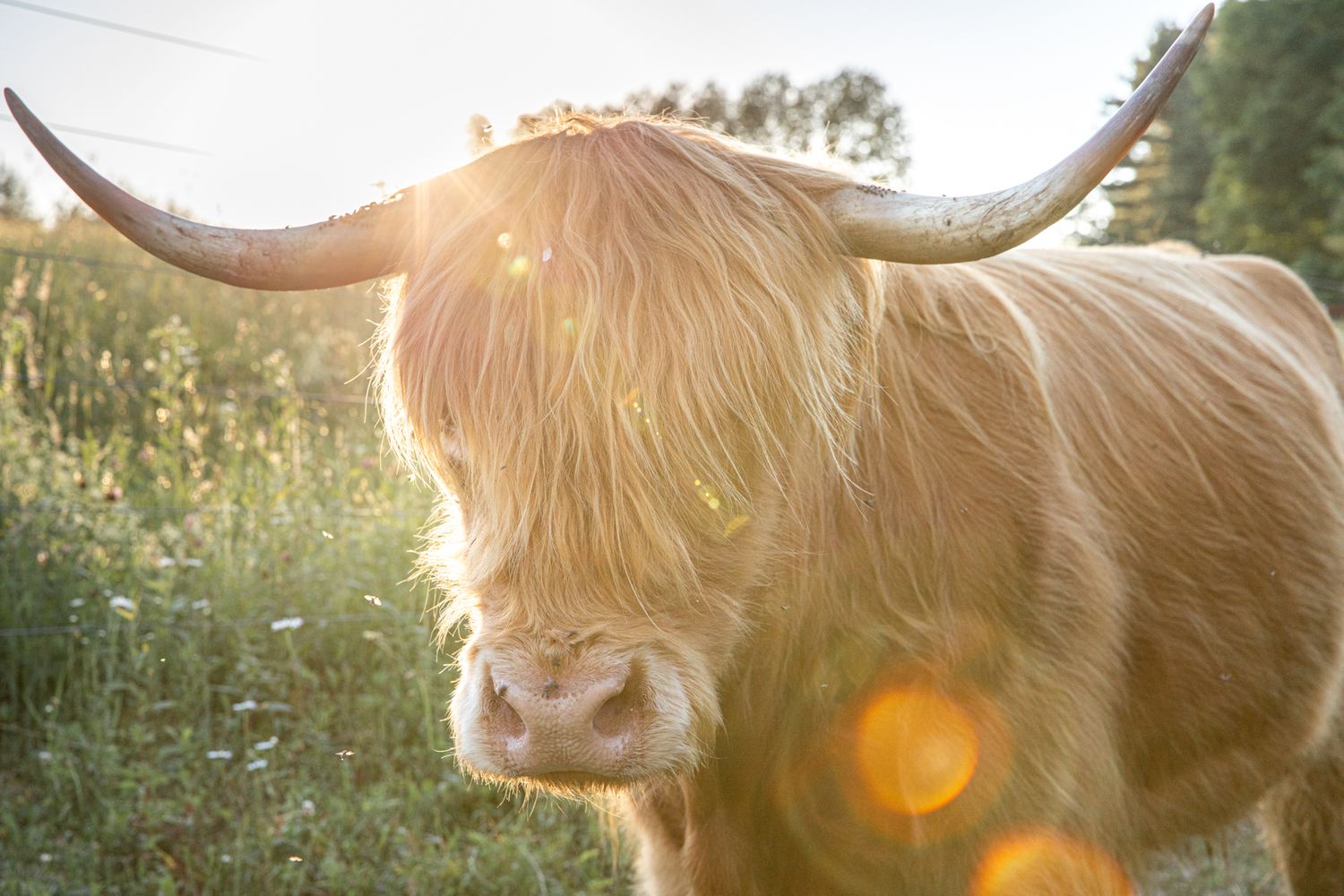 highland cow