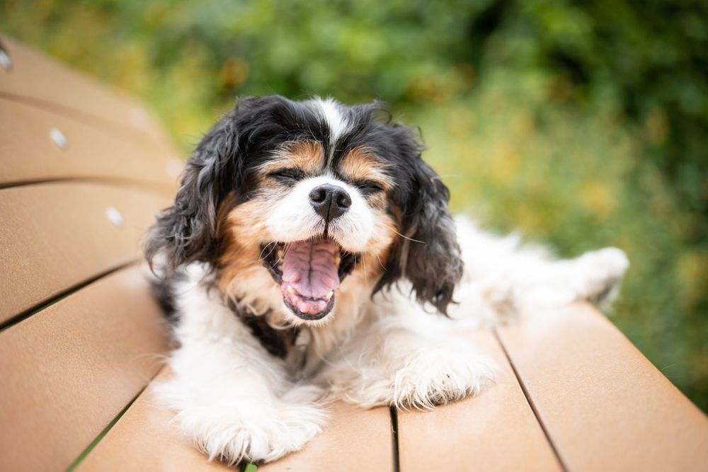 white and black dog yawning