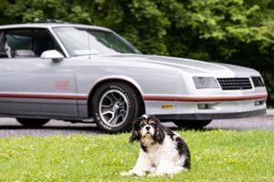 grey car with dog in front