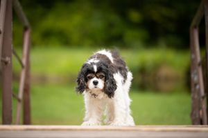 black and white dog walking