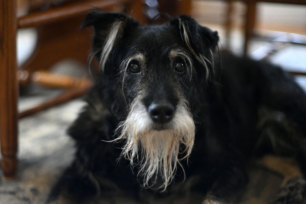 Close up portrait of a black and white terrier dog with a scruffy beard and gentle expression.