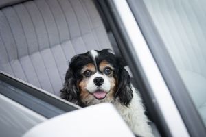 black and white dog in car