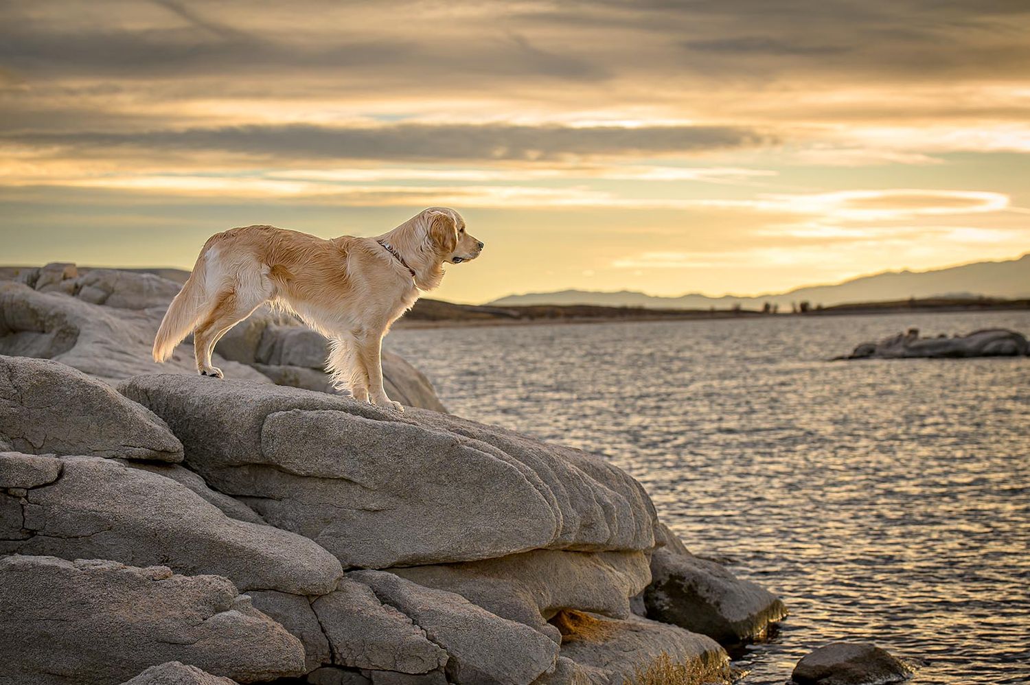 Golden dog standing on rocky shore at sunset with dramatic orange sky.