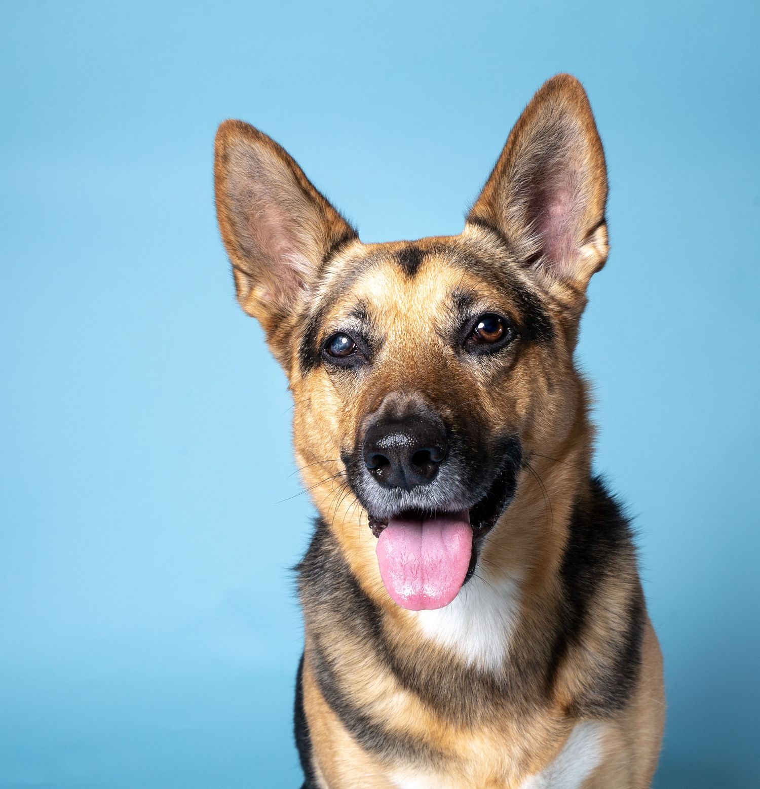 Studio portrait of a shepherd mix set against a blue backdrop in Kansas City, MO