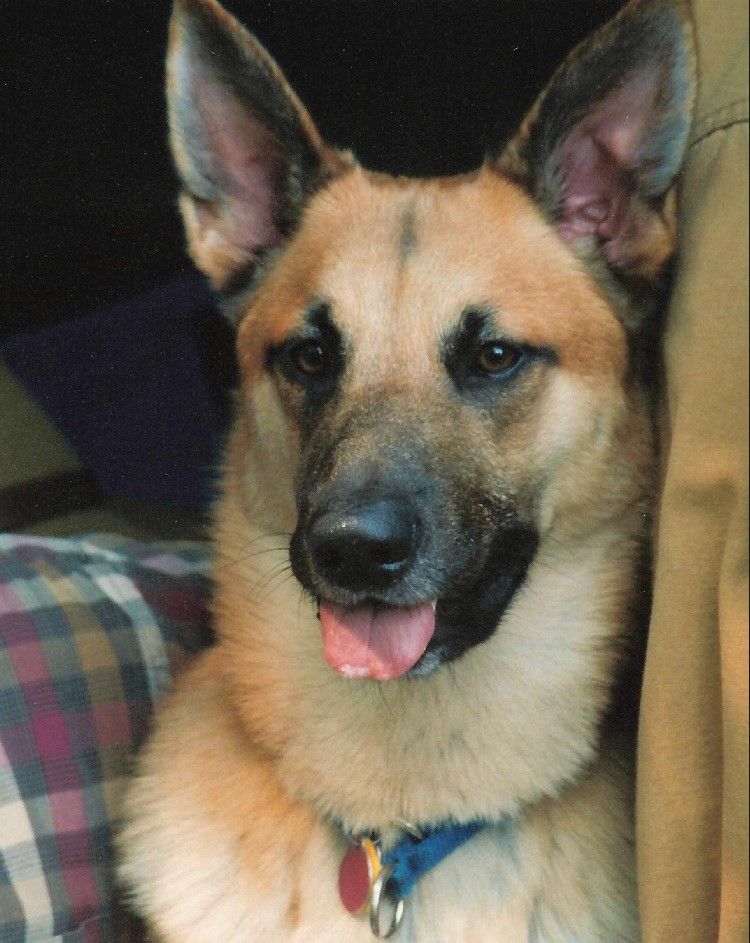 Handsome stud dog Intervale Chinook Male Kody was born in 2005 and has semen stored at Zoetis.
