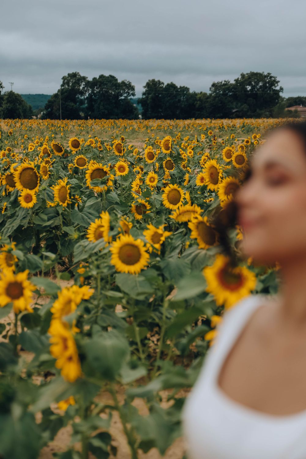 shooting photo champs de tournesol