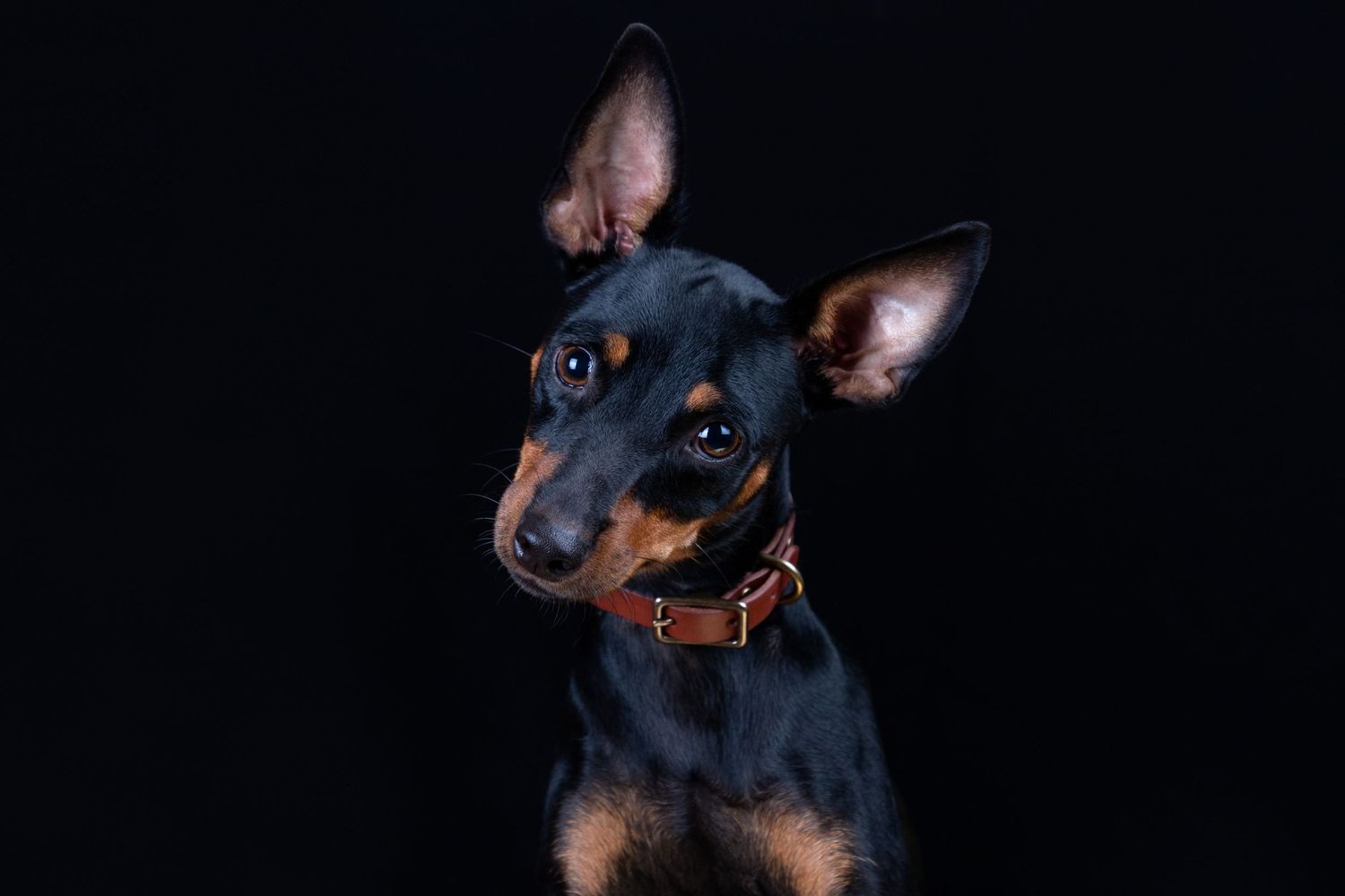 Fotografía canina