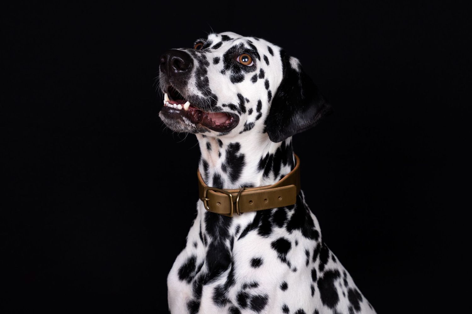 Fotografía canina