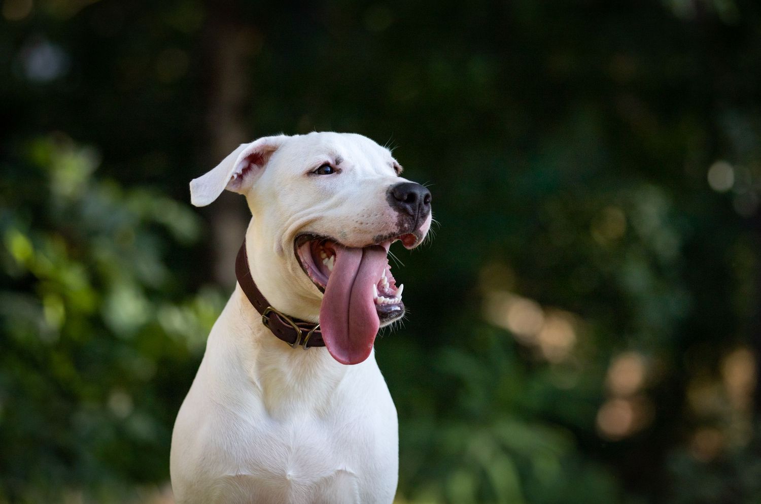 Fotografía canina
