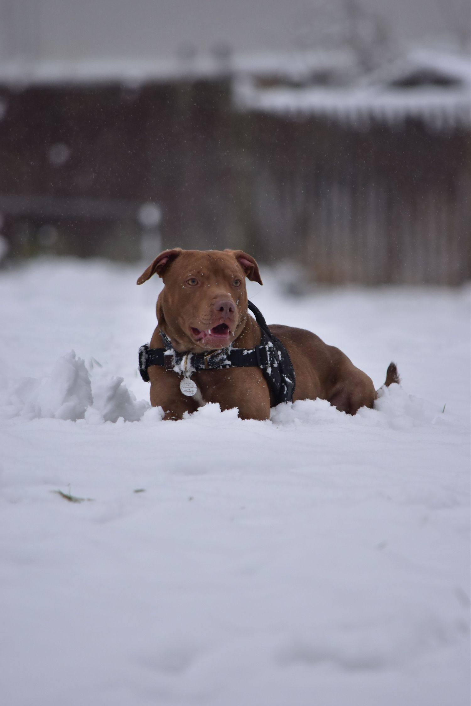 Redditch Dog Photographer