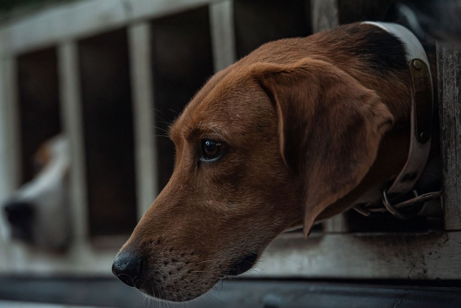 Black and tan deer dog waits in dog box to go deer hunting in Cottageville, SC.