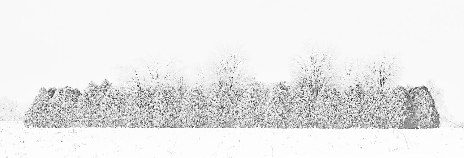 Winter snow on pine trees