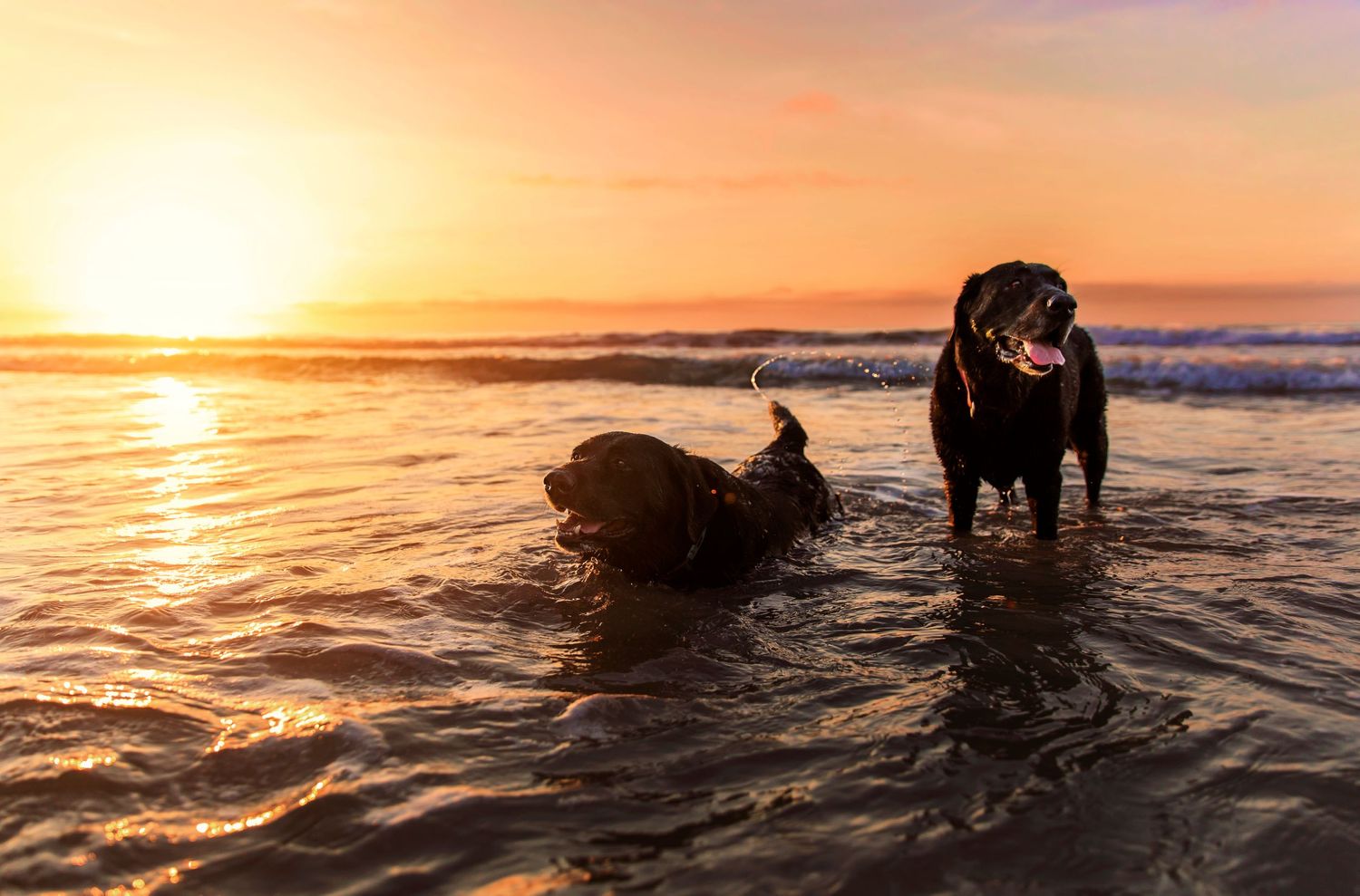 Two dogs playing in ocean water during golden sunset.