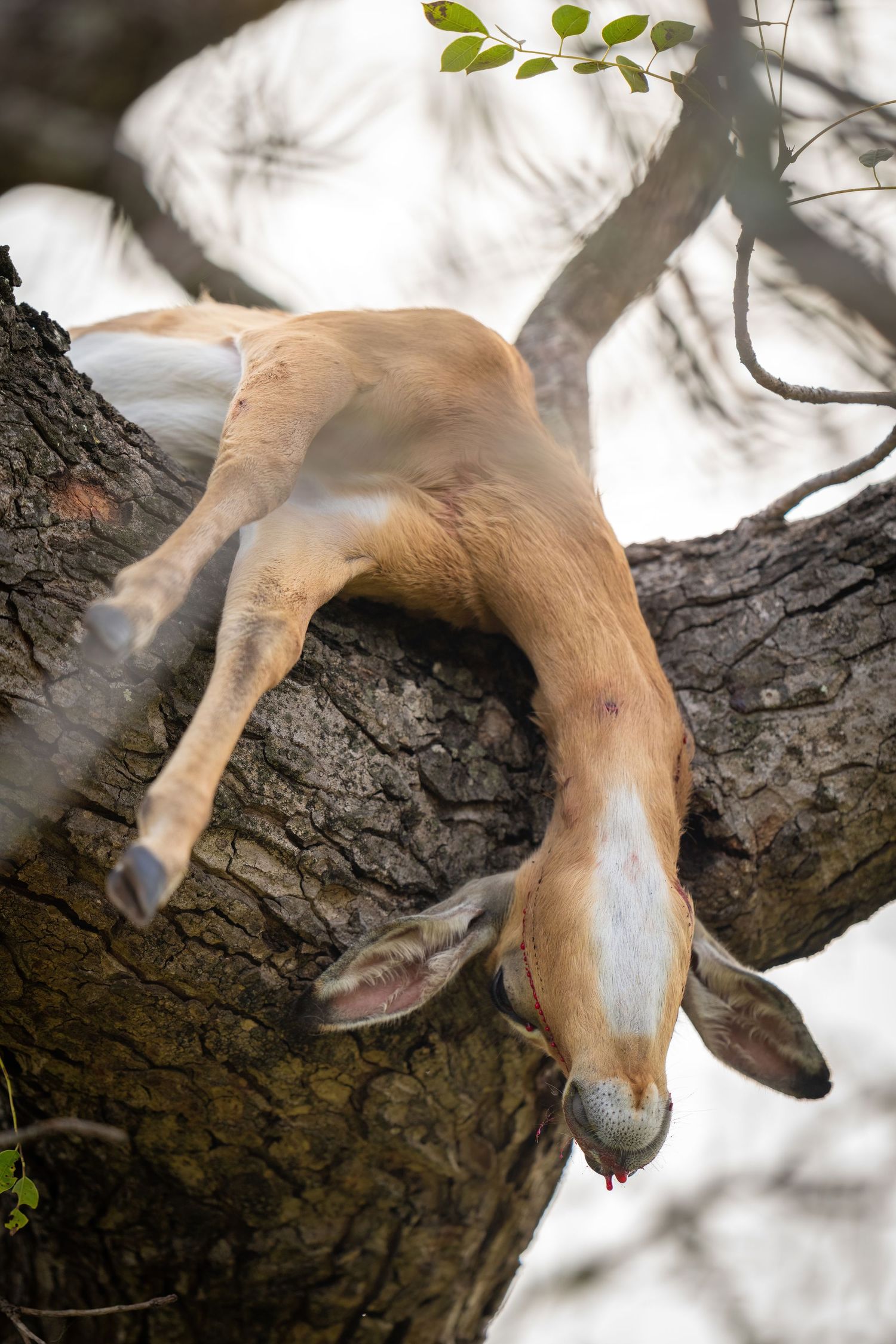 Sequential images of a monkey hanging upside down from a tree branch.