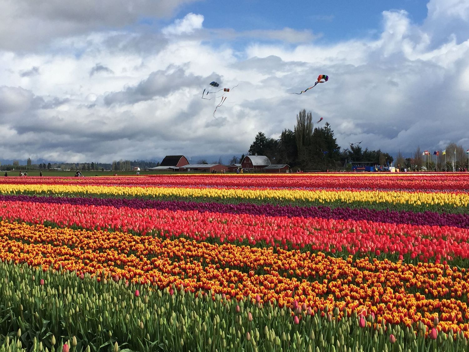 Vibrant rows of colorful tulip fields stretch across the landscape under cloudy skies.
