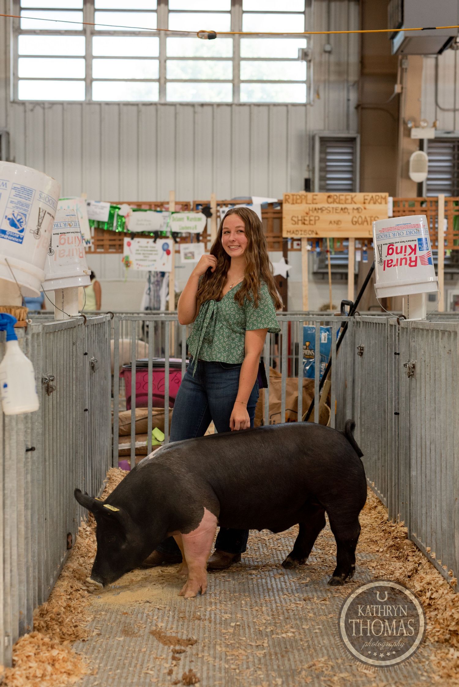 A Hampshire show pig stands in a pen filled with fresh sawdust at an indoor livestock exhibition.