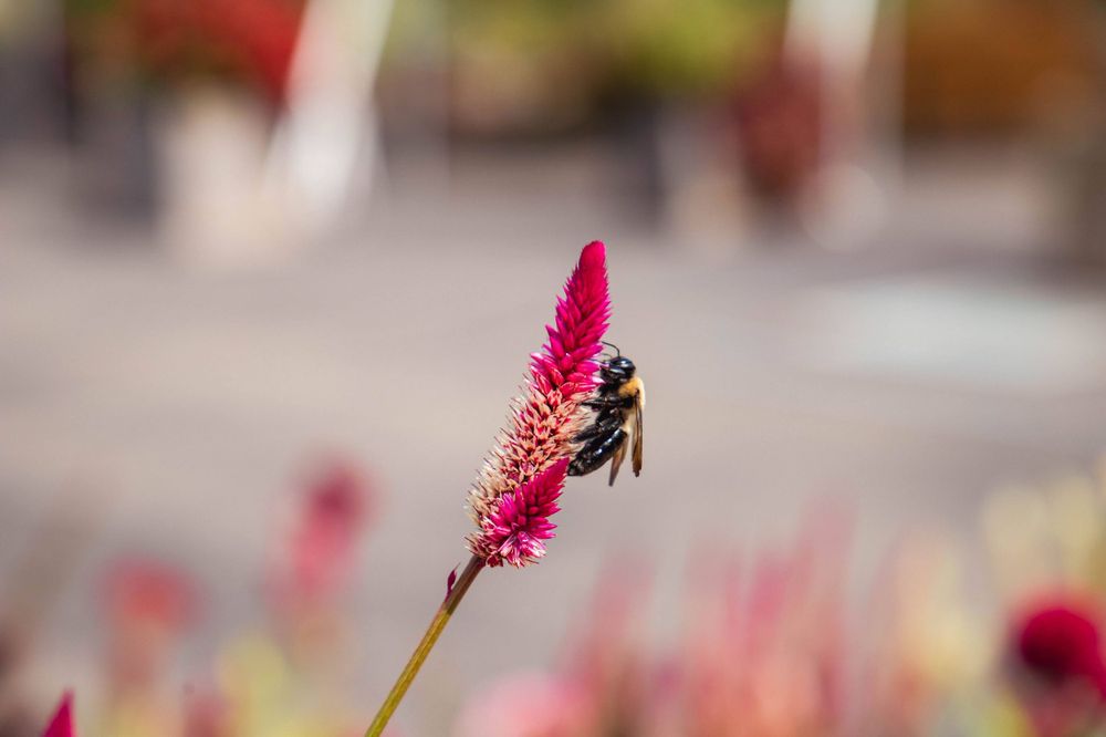 Close-up of a bee pollinating a bright pink celosia flower spike.