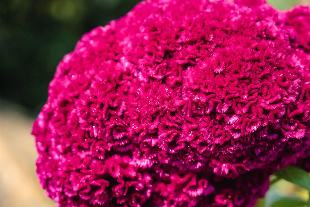Vibrant magenta celosia flower head with dense ruffled texture.