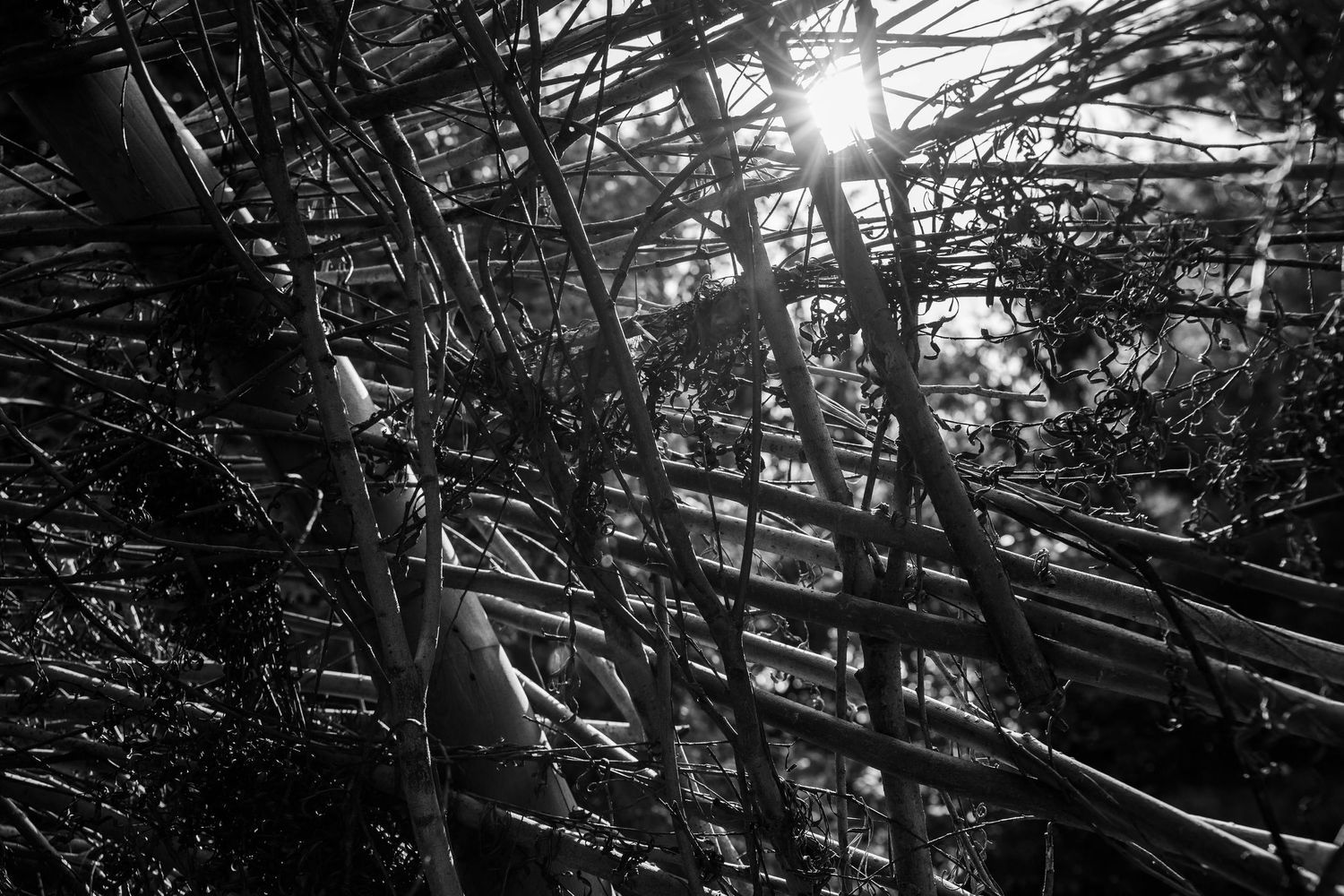 Sunlight filtering through dense tree branches creating dramatic shadows.