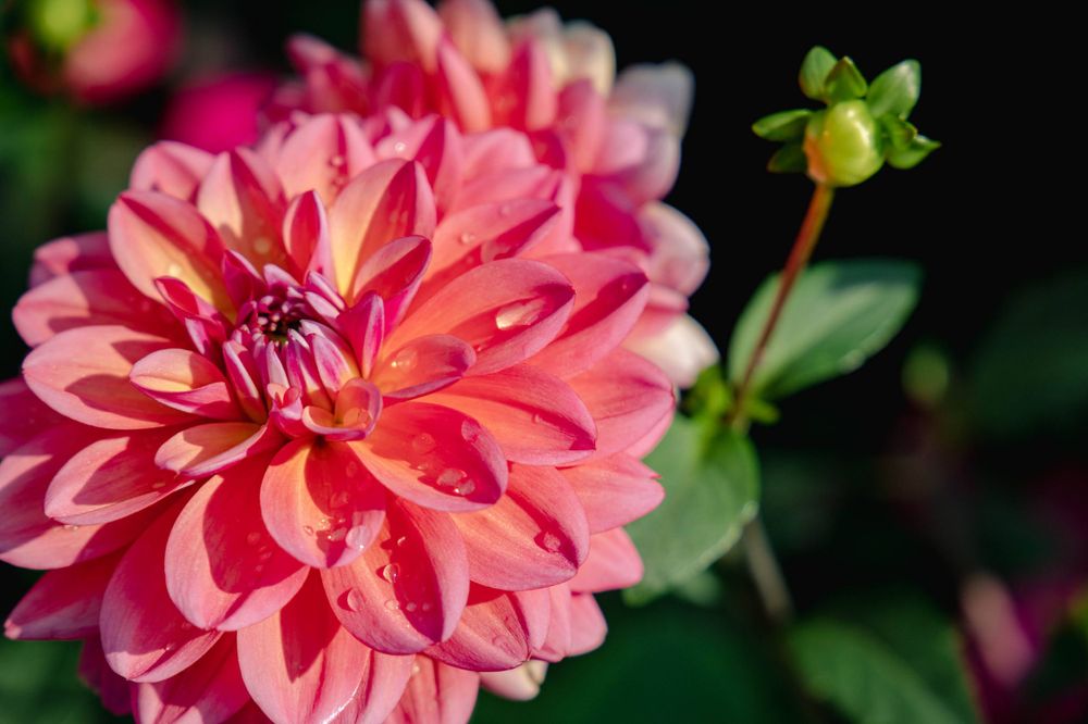 Pink dahlia flower with layered petals blooming in garden.