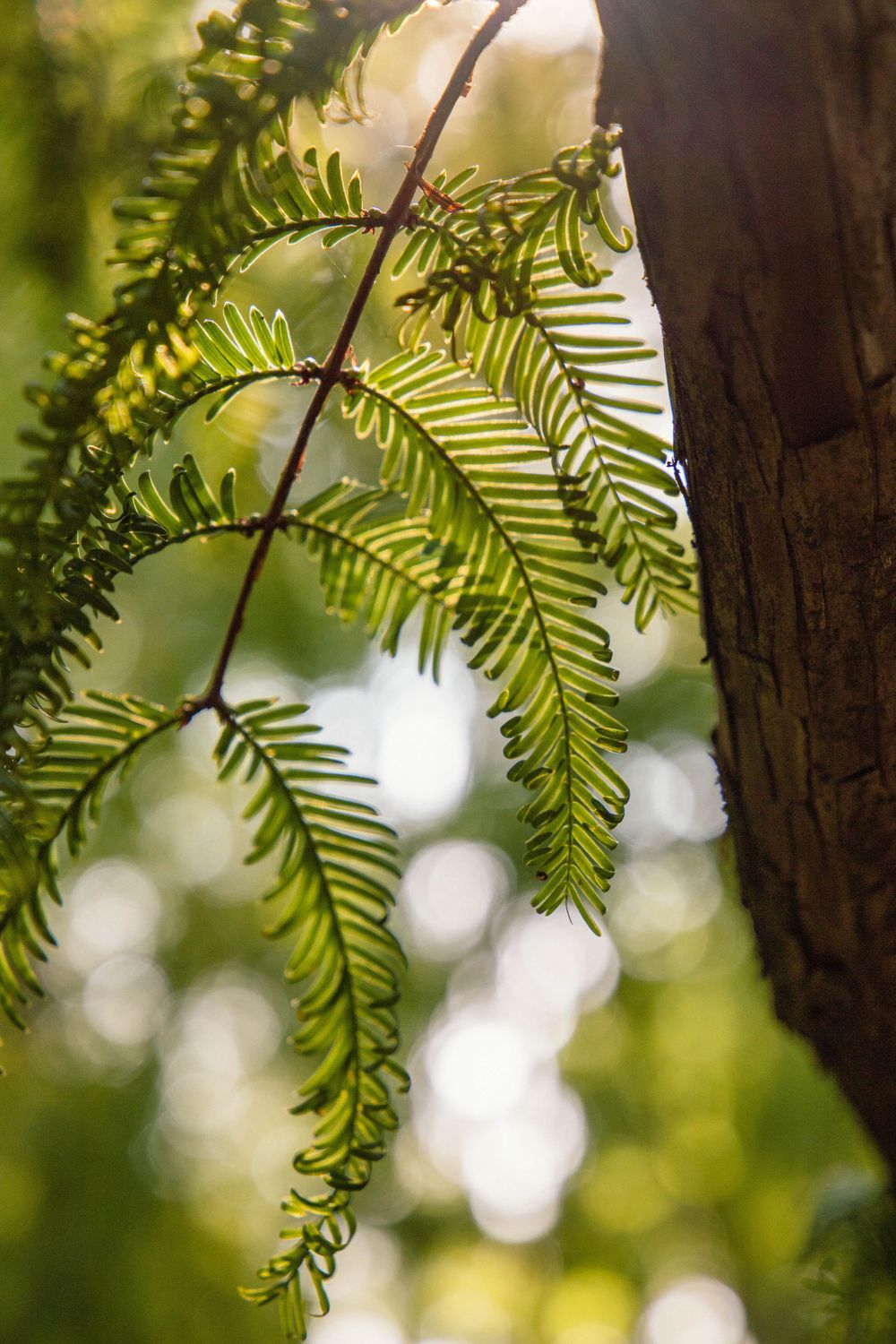 Backlit fern fronds with bokeh effect in forest setting.