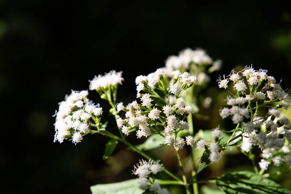 Small white wildflowers bloom in clusters against dark background.