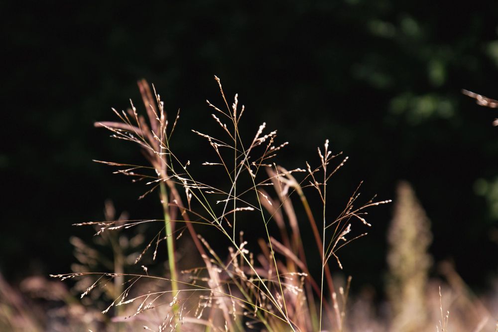 Delicate grass seed heads silhouetted against dark background.