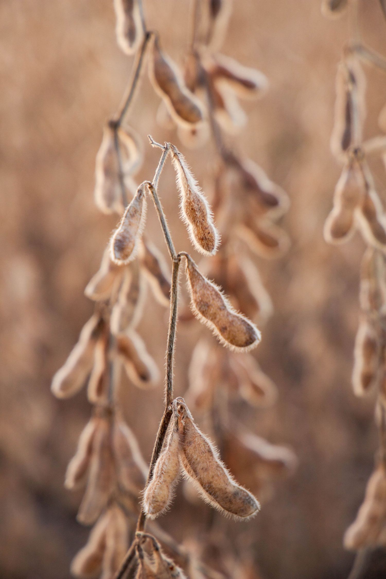 Dried soybean pods hanging from plant stems in soft brown tones.