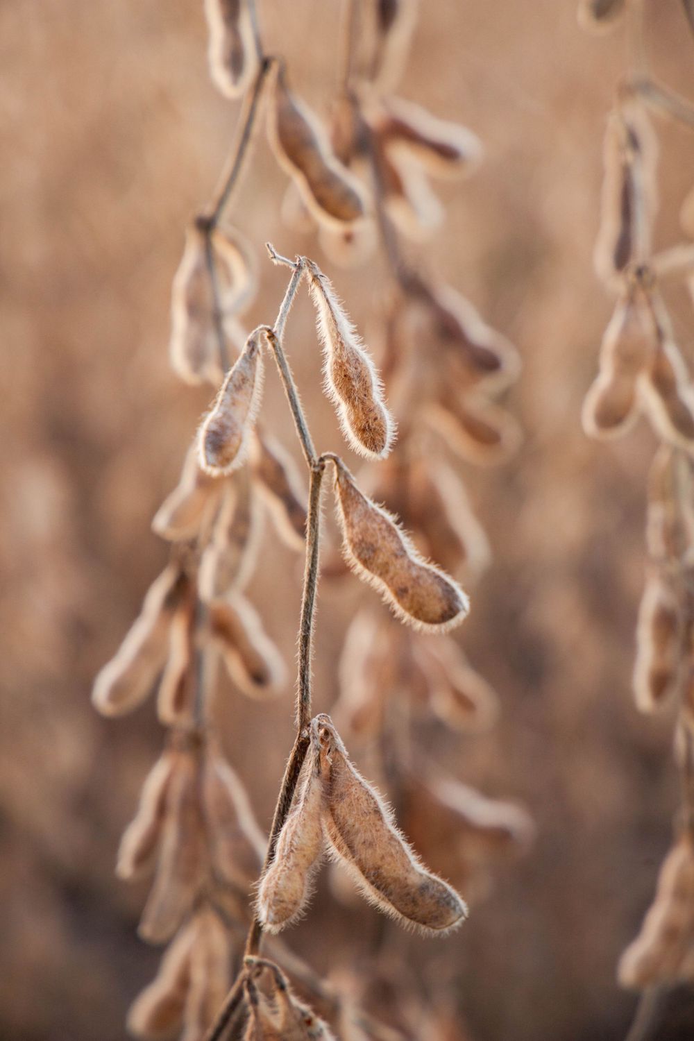 Dried soybean pods hanging from plant stems in soft brown tones.