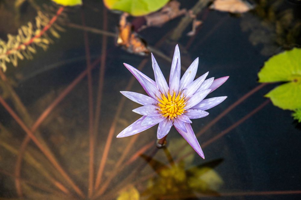 Purple water lily flower blooms against dark water with lily pads in background.
