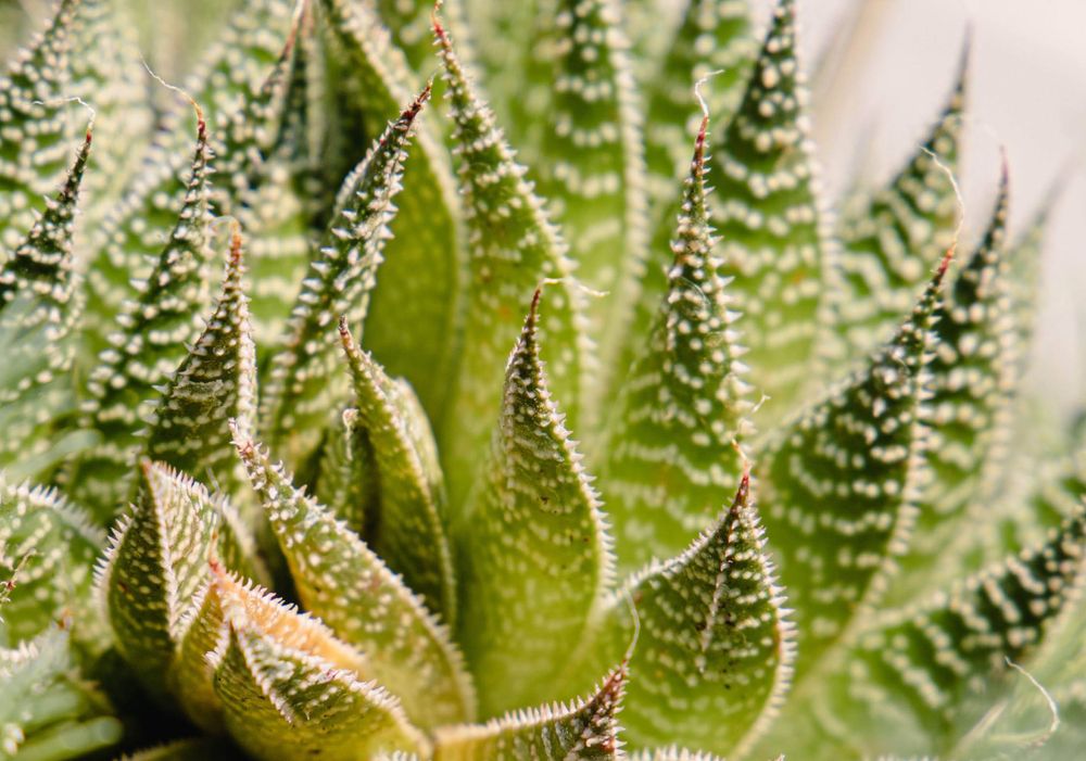 Detailed macro shot of a succulent plant with striped white and green leaves.