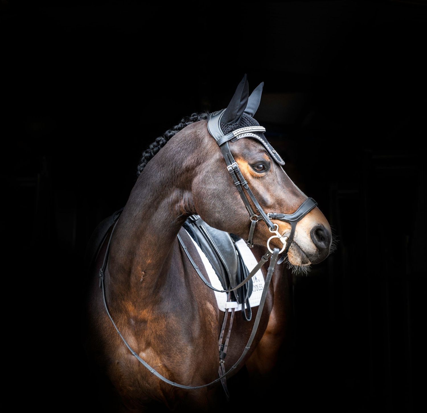 Stunning dark bay horse in snaffle bridle fading into a black background equine fine art image.