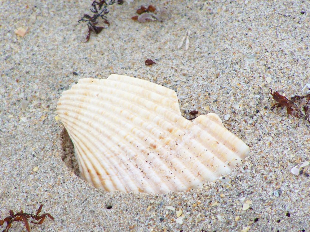 A Shell of A Day