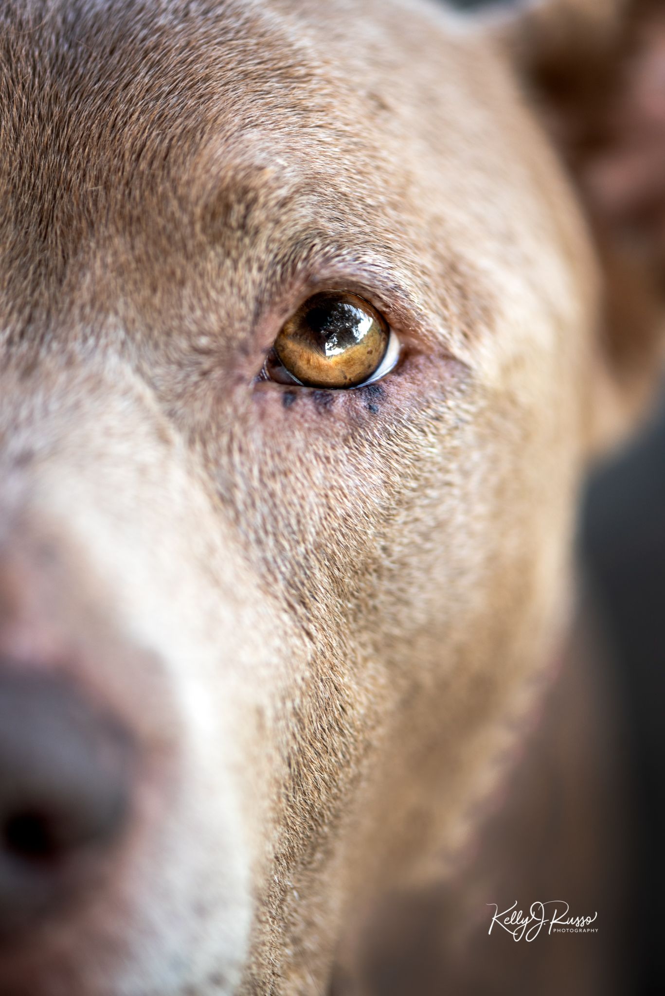 close up of brown pitbull eye looking at camera by kelly j. russo photography