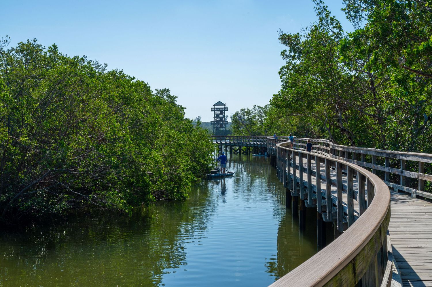 A curved wooden boardwalk winds through mangrove trees over calm water in a coastal wetland.