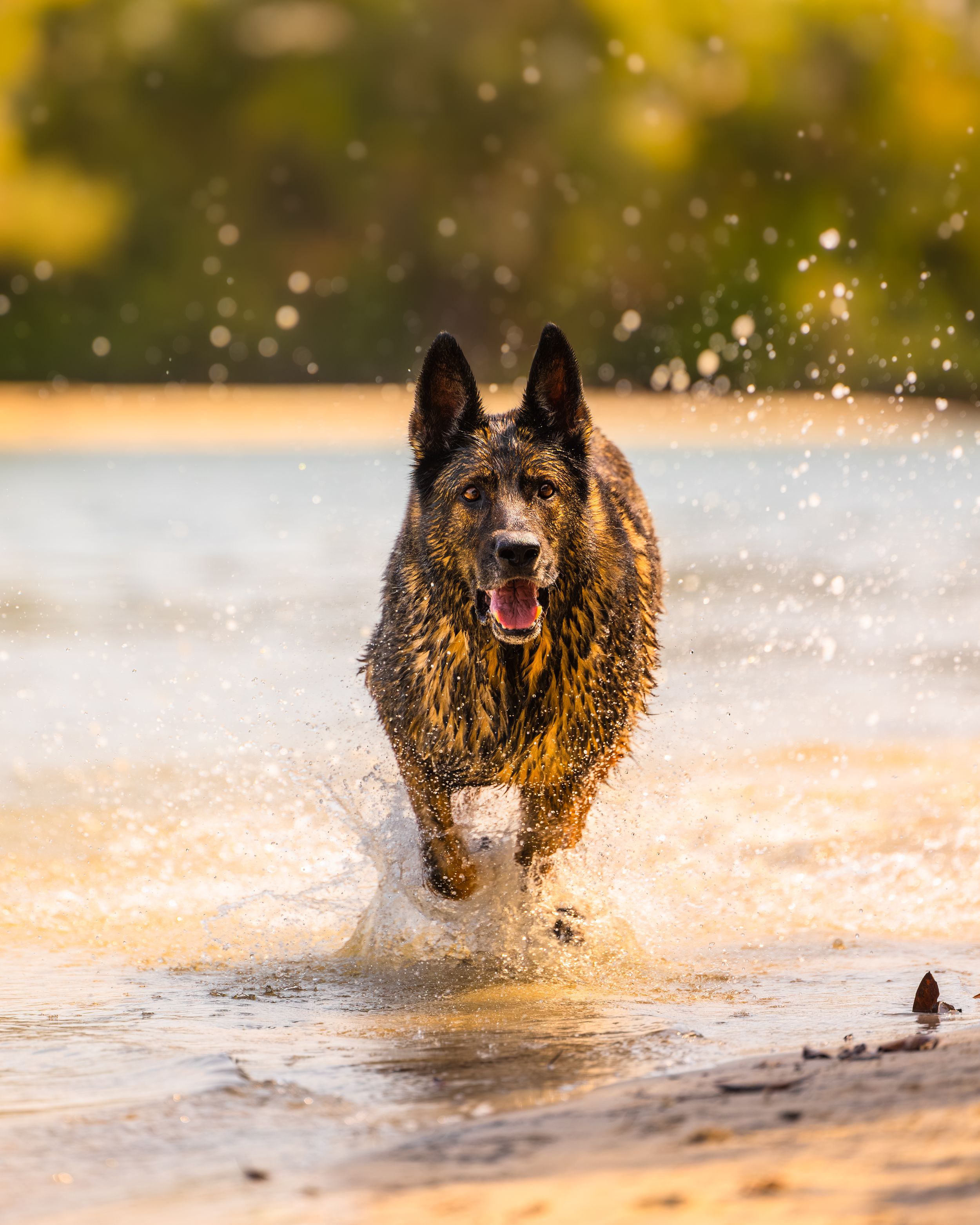 Sunshine Coast Pet Photographer. Legallyblind photographer.