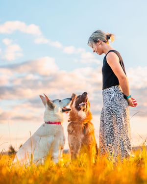 Two stunning German shepherds sitting and looking at there Mother in the long warm grass at Sunset. Blind Photographer, James Norquay