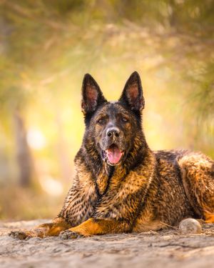 Portrait of an old German Shepherd with a soft backlit background