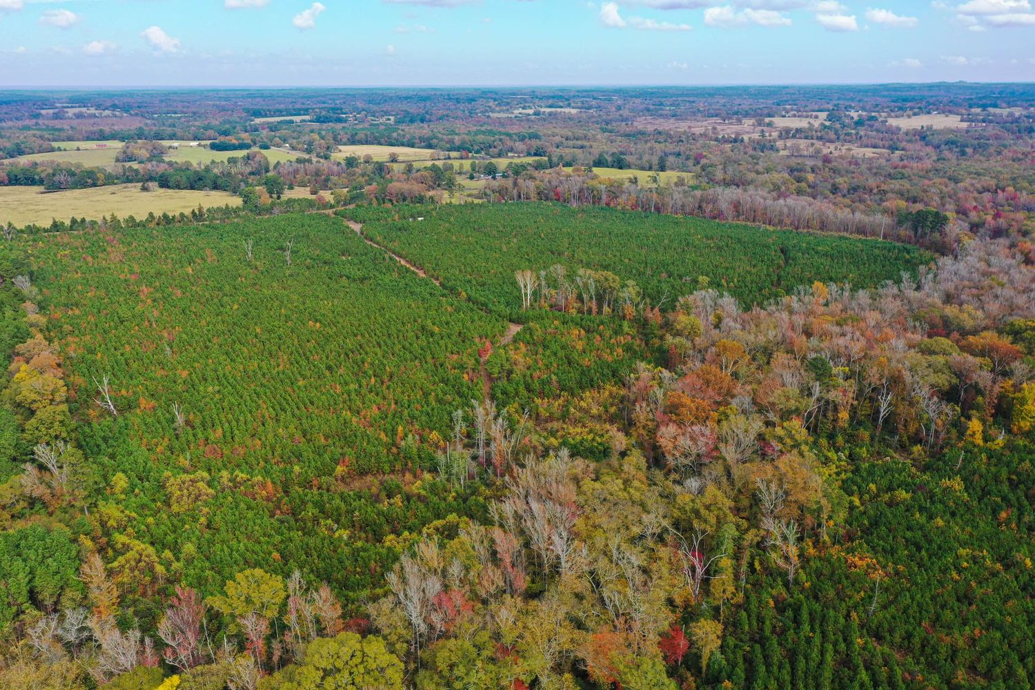 aerial photo woods grass green land