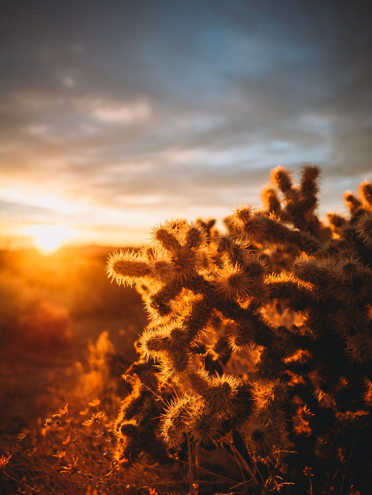 Sun glaring onto cactus and wildflowers in MOJAVE NATIONAL PRESERVE, UNITED STATES at sunset.