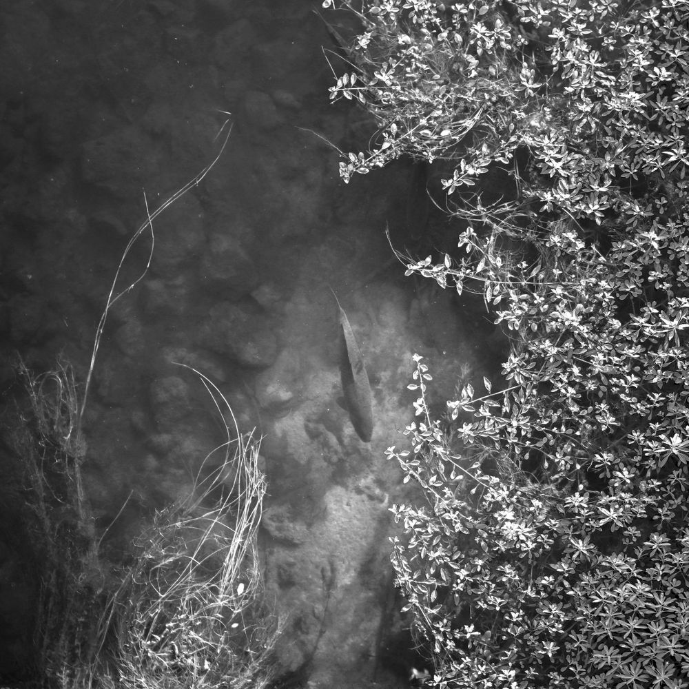 La loire vue de ses ponts, plantes et poissons à Muides sur Loire