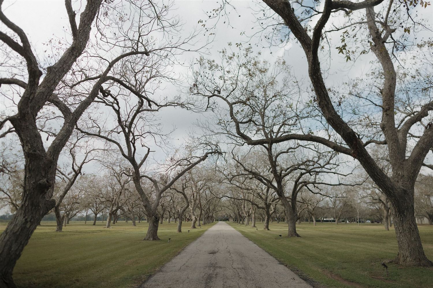 A tree-lined dirt path stretches into the distance through a peaceful park landscape.