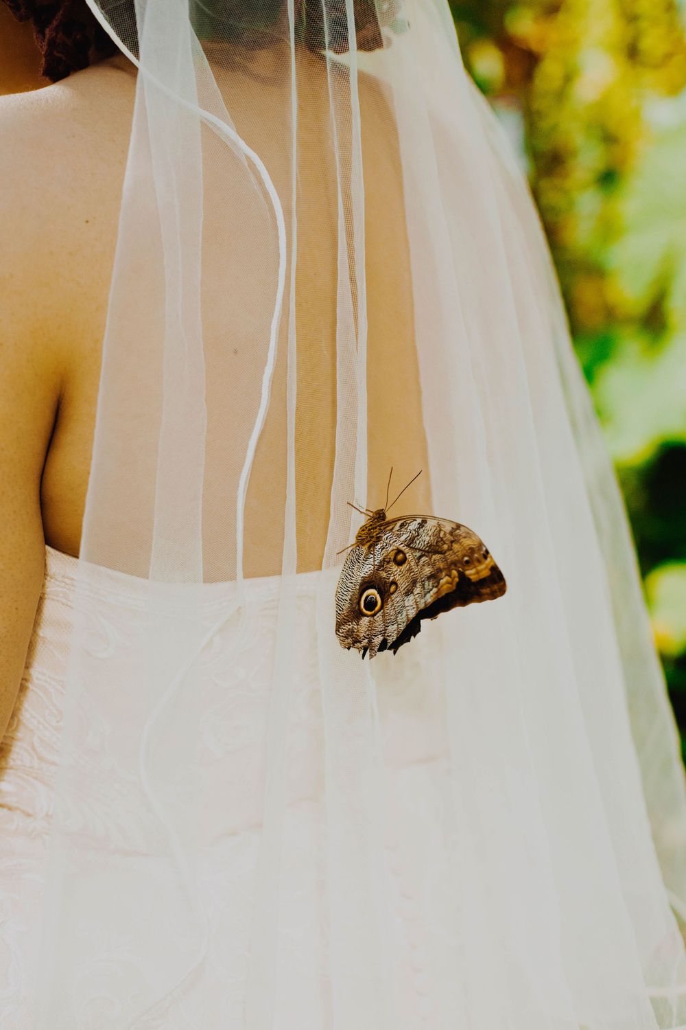 A brown butterfly rests on white bridal veil against natural outdoor backdrop.