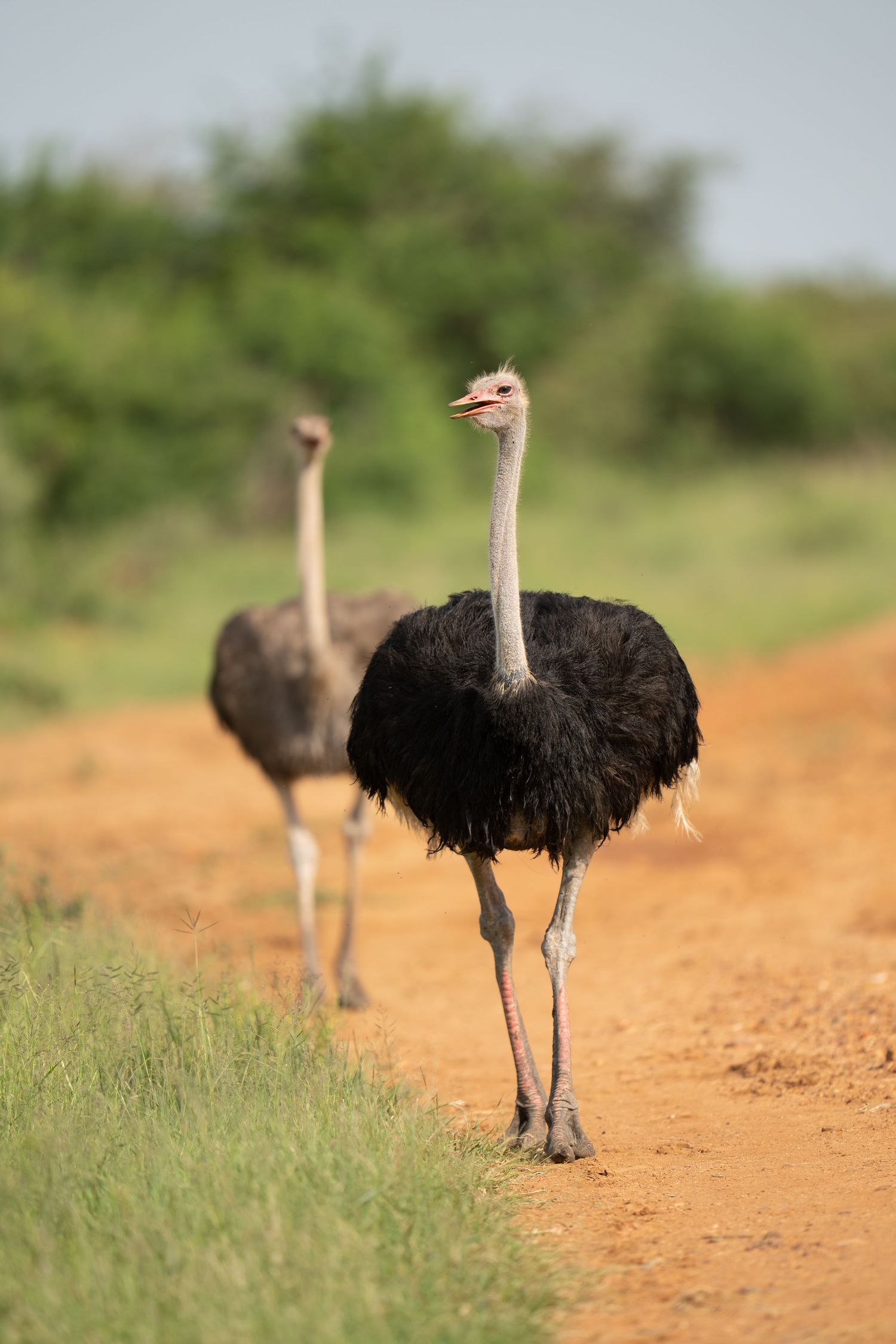 Group of ostriches walking along a dirt path in African savanna.