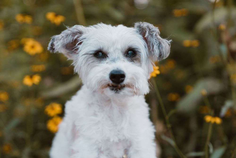 Johnson City Photographer, photography near me, johnson city, elizabethton tennessee, The Tilly Project, EOL pet photo