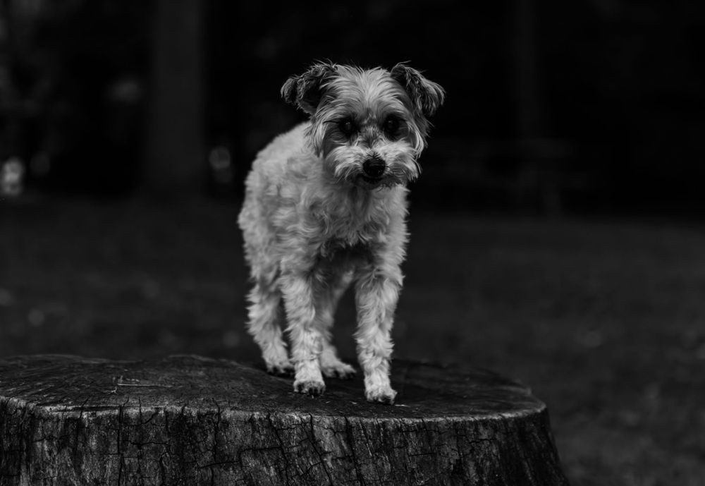 Johnson City Photographer, photography near me, johnson city, elizabethton tennessee, The Tilly Project, EOL pet photo