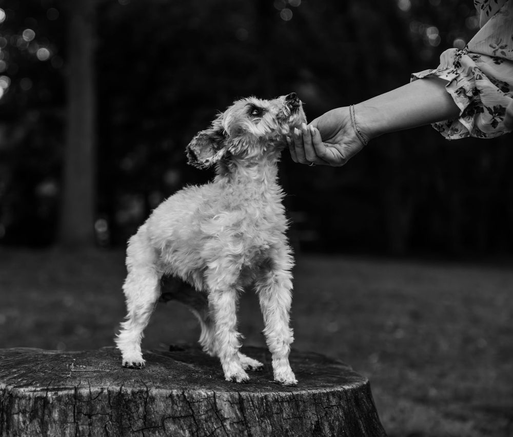 Johnson City Photographer, photography near me, johnson city, elizabethton tennessee, The Tilly Project, EOL pet photo