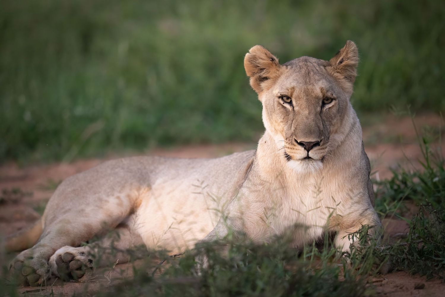 A pride of lions resting peacefully in the African savanna grasslands.