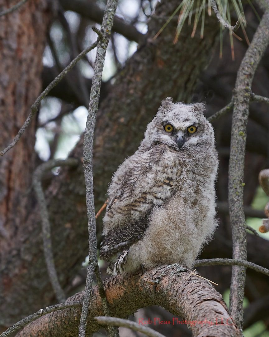 Juvenile Great Horned owl in pine tree showing its full body and fuzzy tummy.